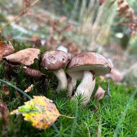 B&B La Vigne Et Le Chardon